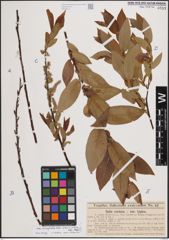 Foto von Salix eriocephala Michx.
